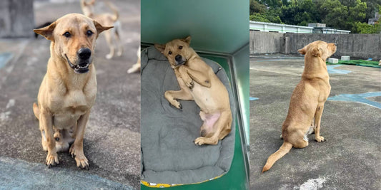 Miracle’s Story — A Long Road to Safety, Care, and Trust