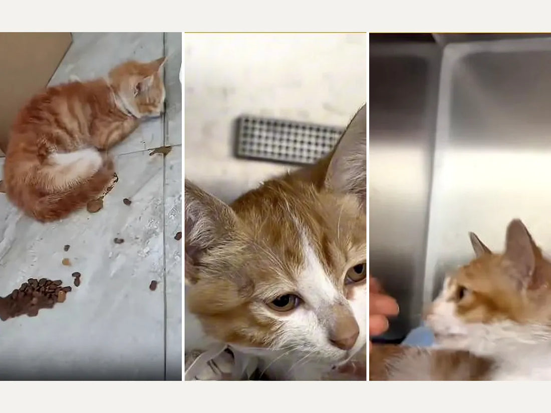 Xiaoju’s Second Chance: How One Fragile Stray Kitten Found a Way Back to Life