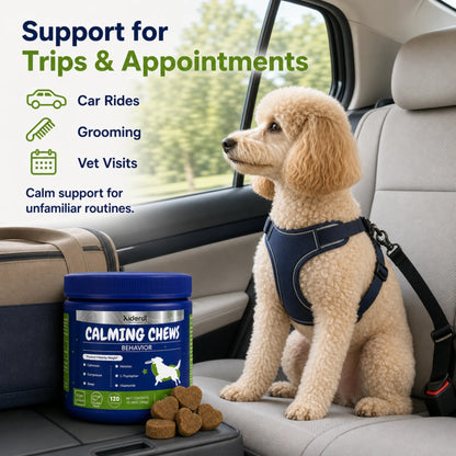 Dog riding in a car with Xiderdl Calming Chews for trips, grooming appointments and vet visits