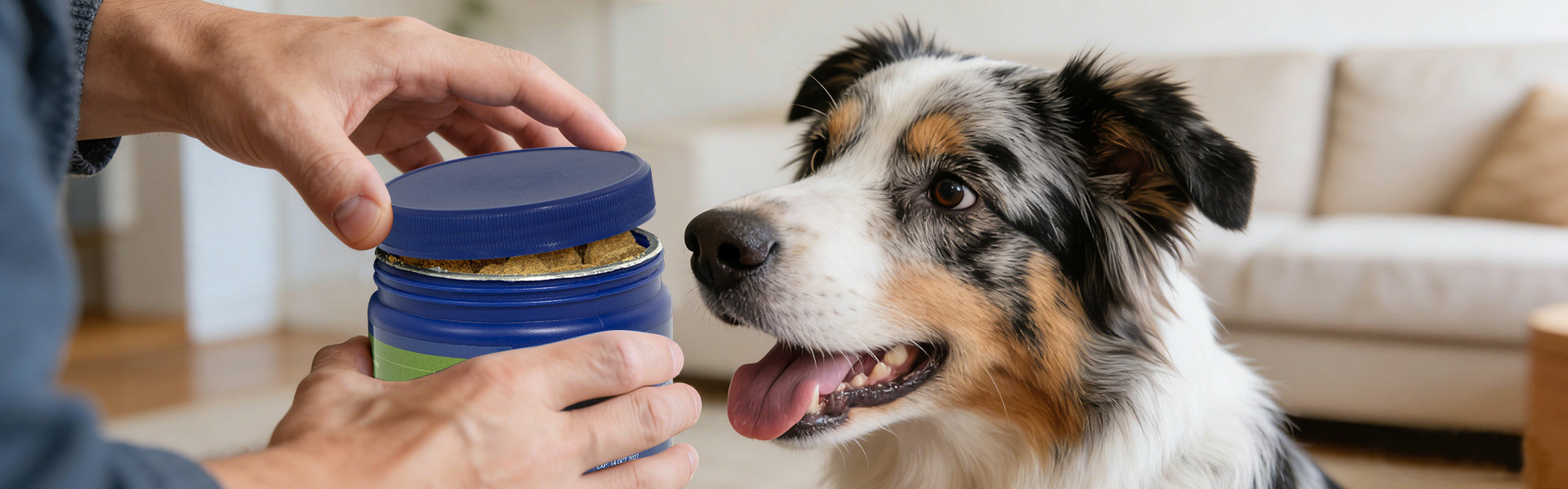 Dog looking at Xiderdl Calming Chews for Dogs during a daily at-home routine, highlighting use after meals, before travel, or ahead of stressful moments.