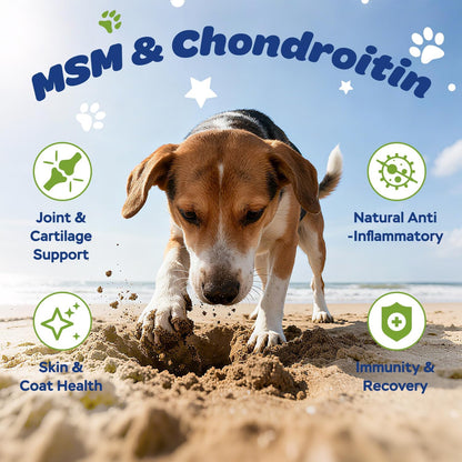 Xiderdl Hip & Joint Chews for Dogs image showing a beagle at the beach with MSM and chondroitin benefits for joint, cartilage, skin, coat, and immune support.