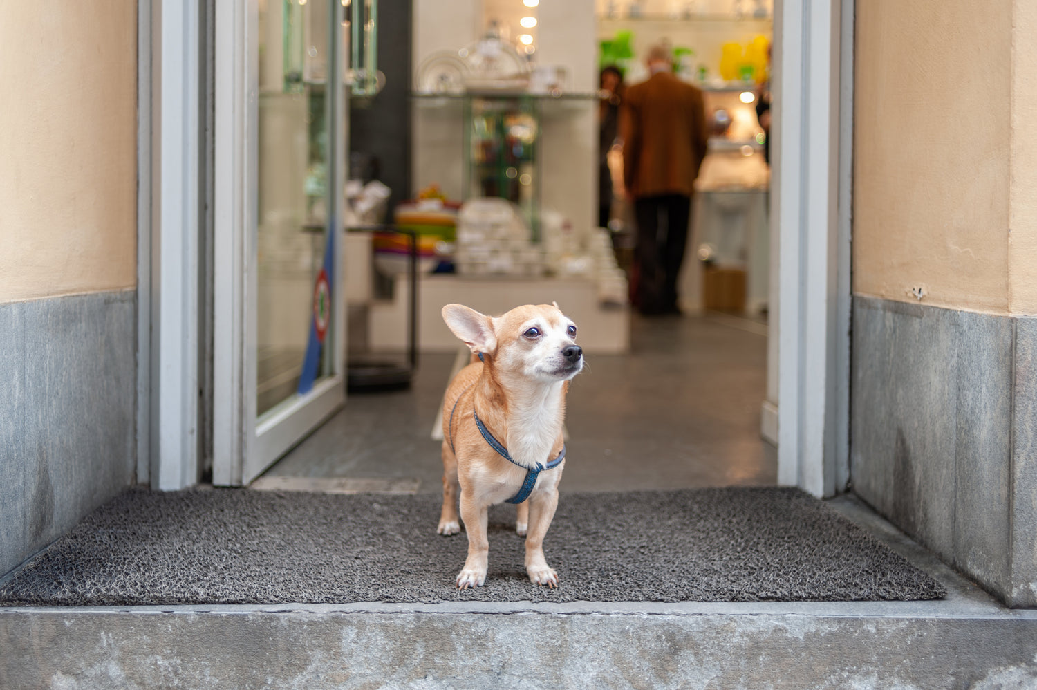 Customer testimonial image for Xiderdl Hip & Joint Chews for Dogs showing a senior small dog standing near a doorway.