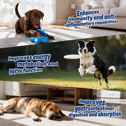 Xiderdl 8-in-1 Multivitamin Chews for Dogs image showing dogs in home and outdoor scenes, highlighting immune support, energy metabolism, nerve function, and digestive health.