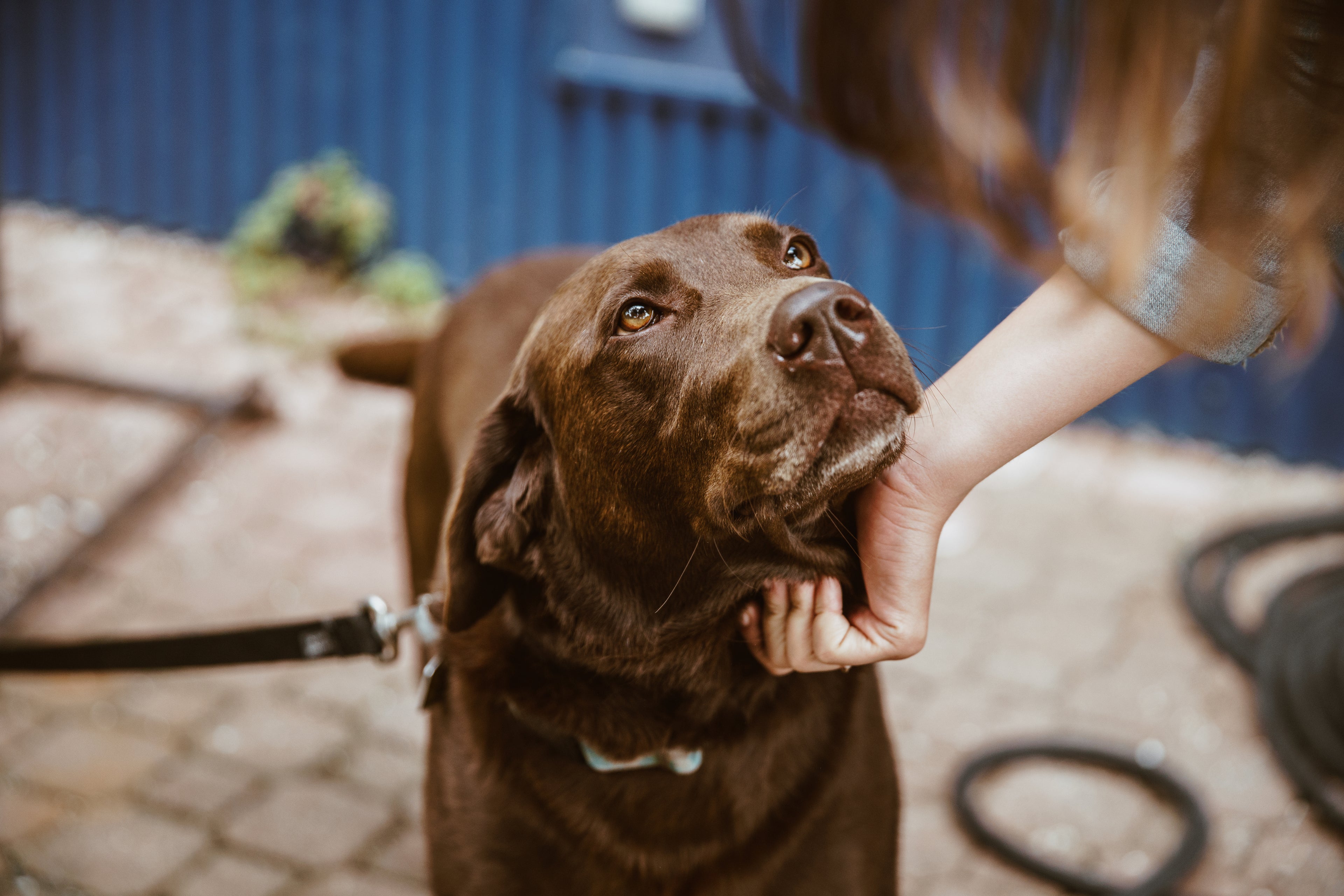 Dog resting with its owner at home, highlighting real-life daily routines and pet wellness support.