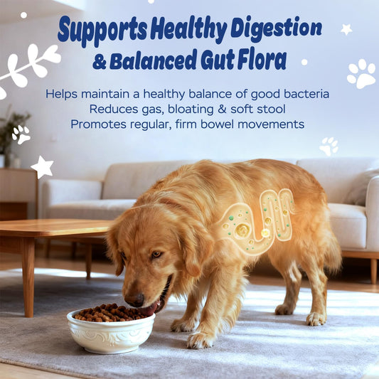 Xiderdl Probiotic Chews for Dogs image showing a golden retriever eating from a bowl, highlighting digestive health support, balanced gut flora, and regular bowel movements.