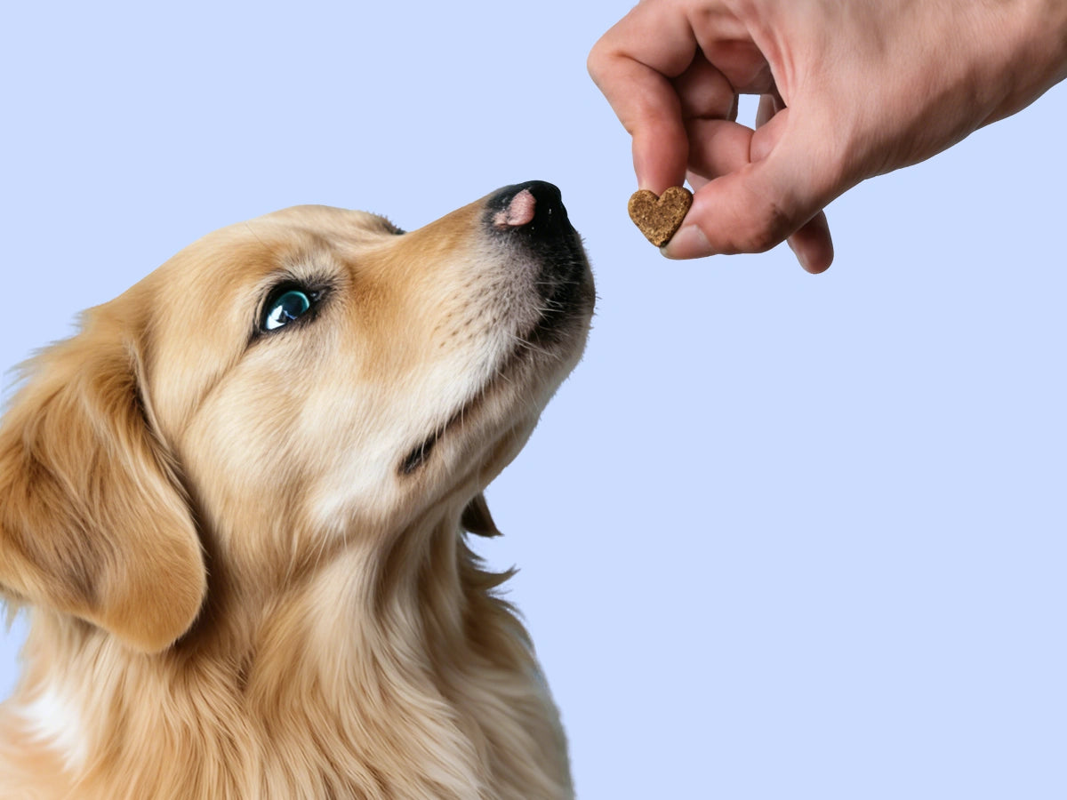 Xiderdl Pet Supplement Chews for Dogs serving suggestions image showing a dog being offered a soft chew with weight-based daily serving amounts.